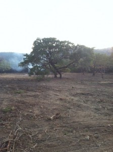 land-clearing-bexar-county